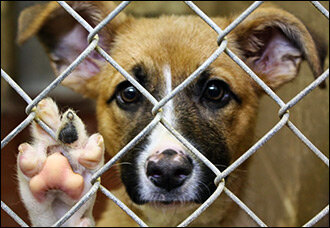 Фото с сайта Nuz.uz 
