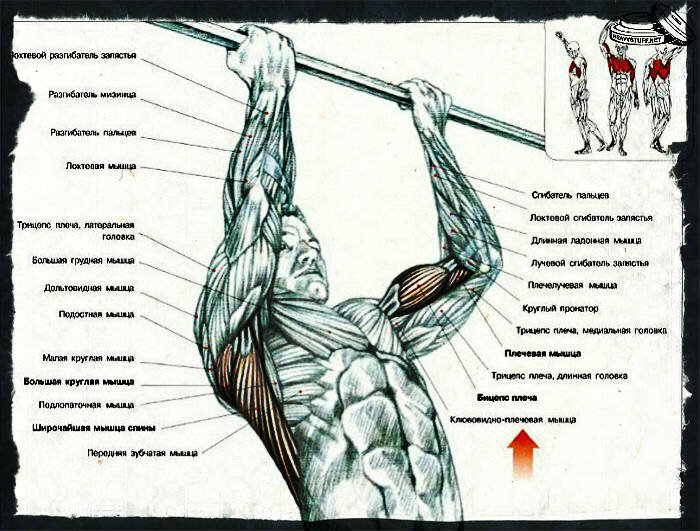 Упражнение Подтягивания узким хватом