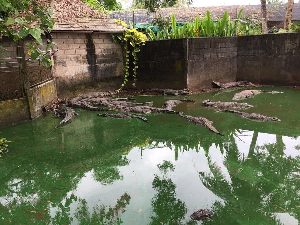 Зоопарк на Пхукете имеет противоречивые отзывы от туристов и во многом благодаря завышенным ценам. Так как подбор животных и шоу программа не соответствует ценовой категории. К примеру, за те же деньги можно посетить зоопарк в Паттайе или Бангкоке и прийти в больший восторг.