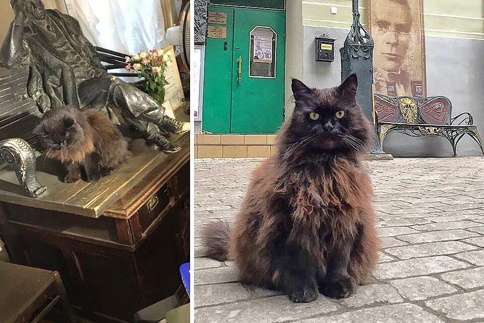 Кот из музея булгакова