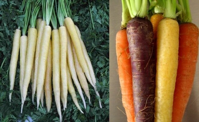 Оранжевая морковь как природный краситель