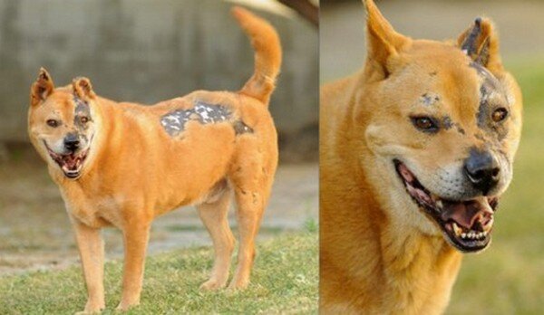 "Пёс-терминатор". Рубцы после ожогов на морде и спине у собаки породы Чау-Чау