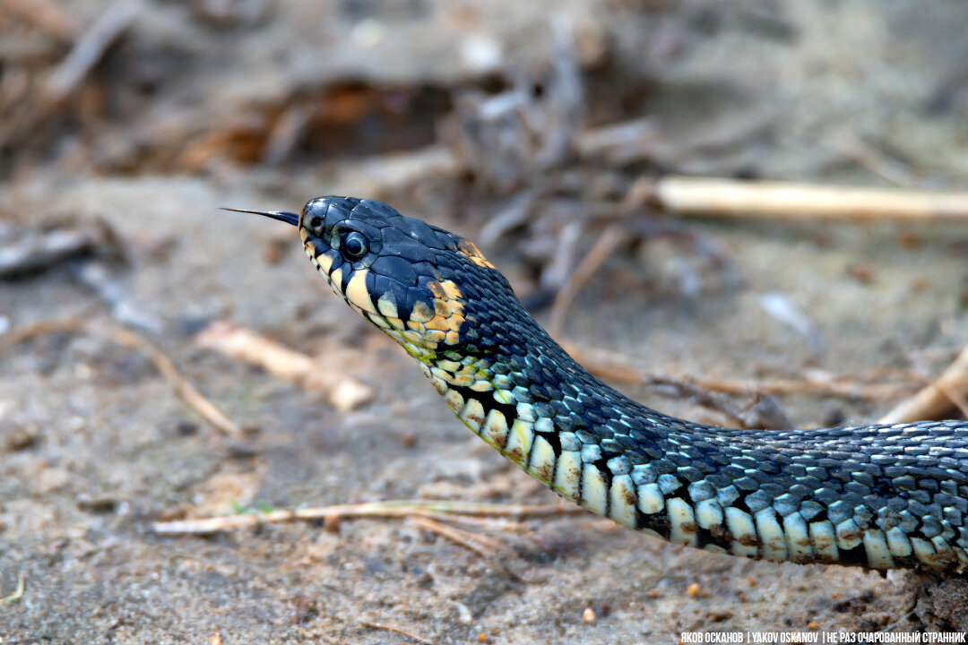 Обыкновенный уж или Natrix natrix