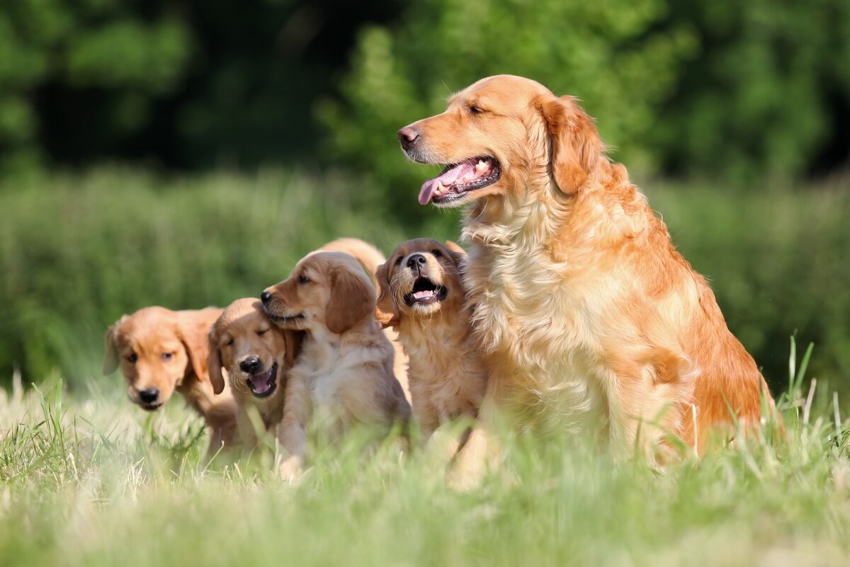 Golden retriever grooming-1/Стрижка Золотистого (голден) ретривера