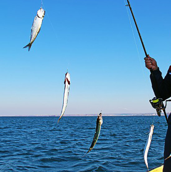 Селедка на черноморскую - выбор снастей для успешной рыбалки