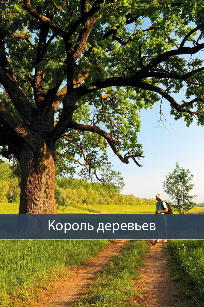 На фото: Мощный, одиноко растущий дуб.