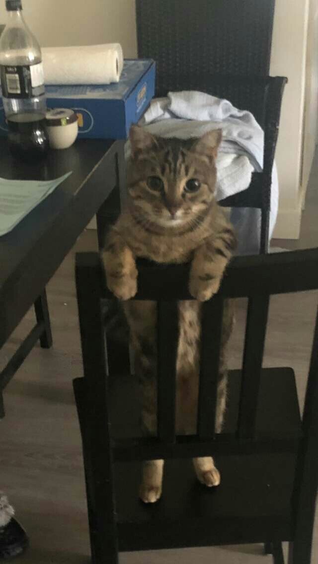 Фото: twitter.com/petexperiment