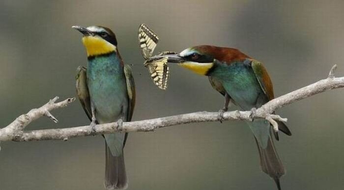 Ухаживания самца золотистой щурки (Merops apiaster)