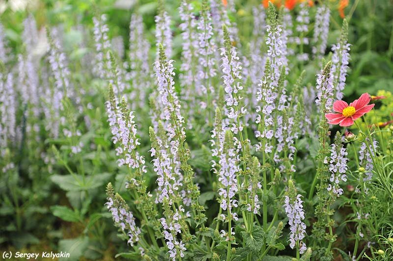 Шалфей Salvia Color Spires Azure Snow