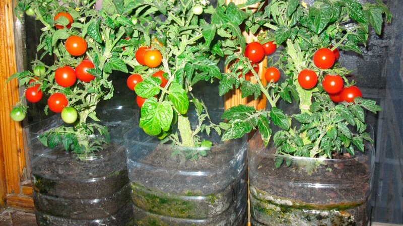 Как вырастить помидоры на подоконнике | Женские увлечения | Дзен