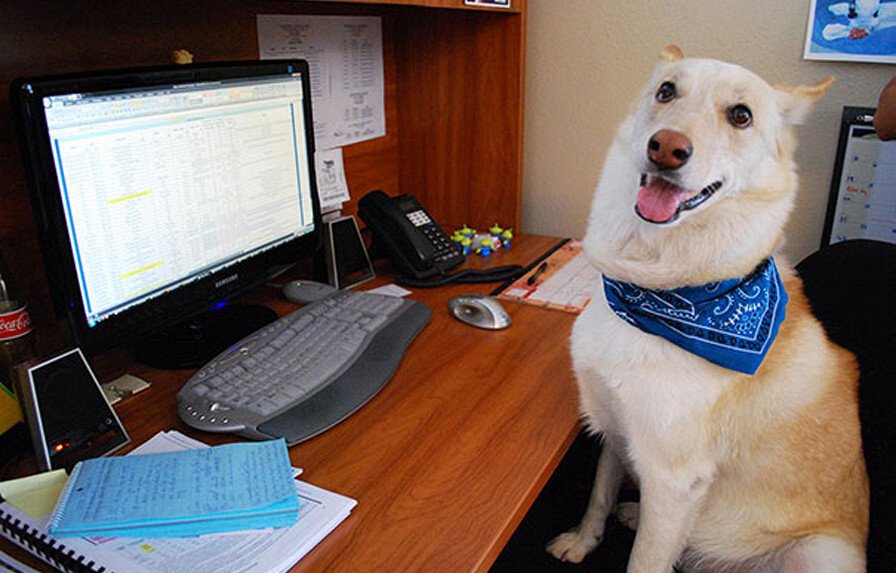 В Германии приходить с собакой на работу - можно! Что многие и делают. Считается, что это увеличивает работоспособность коллектива и снимает стресс.