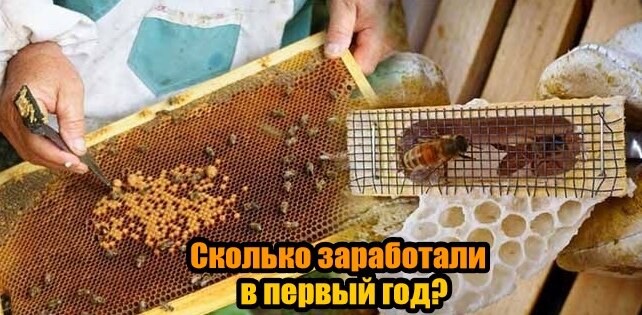 Вопрос пчеловодам о заработке в первый год.