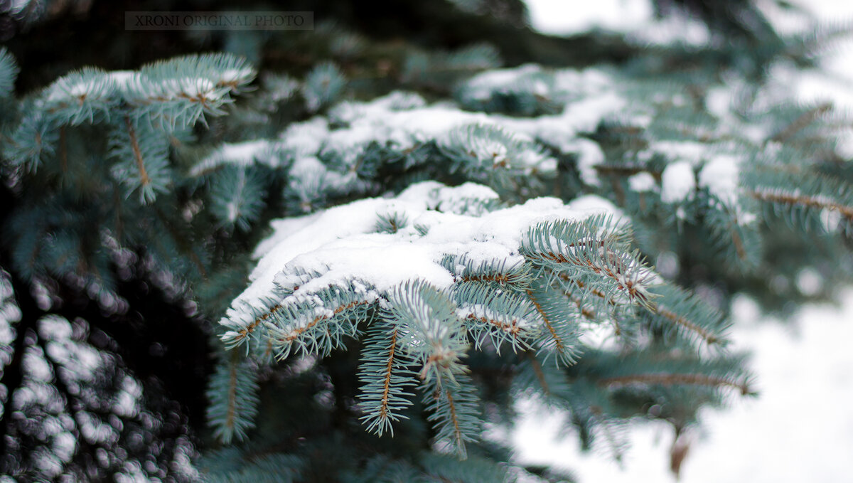 Горсть снега, взятая с еловой лапы в лесу, и растаявшая в теплой ладони.
