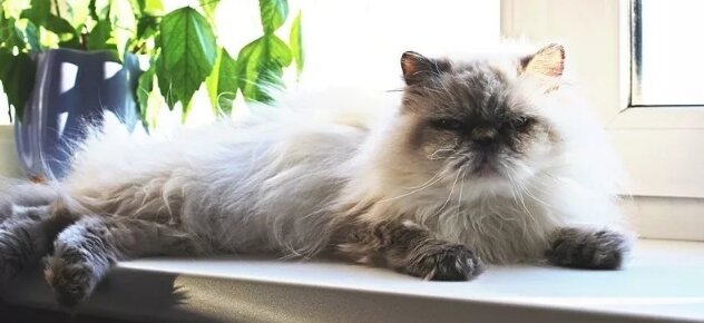 Гималайская кошка