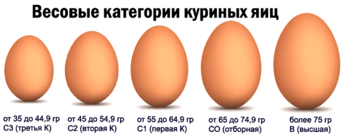 1 неделя 2 яйца