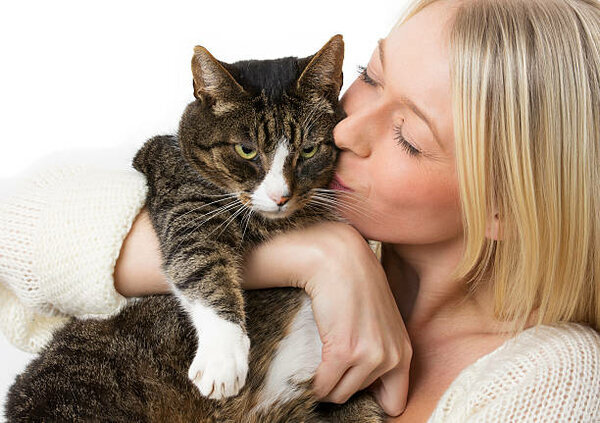 Как правильно обнимать кошку | Будни четвероногих | Дзен