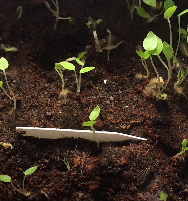 рассада вербены бонарской