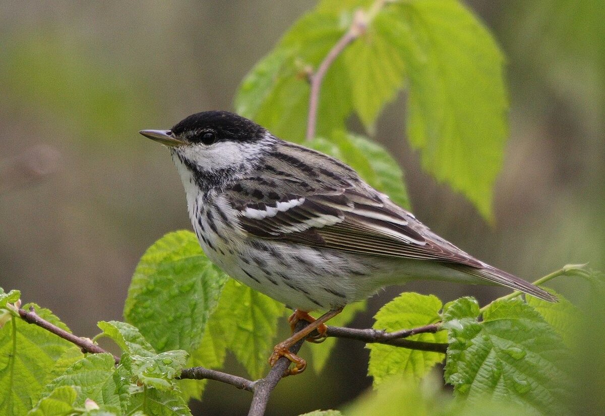 Blackpoll Warbler, Réserve naturelle des Marais-du-Nord, Quebec, Canada. Автор: Cephas - собственная работа, CC BY-SA 3.0, https://commons.wikimedia.org/w/index.php?curid=6902093