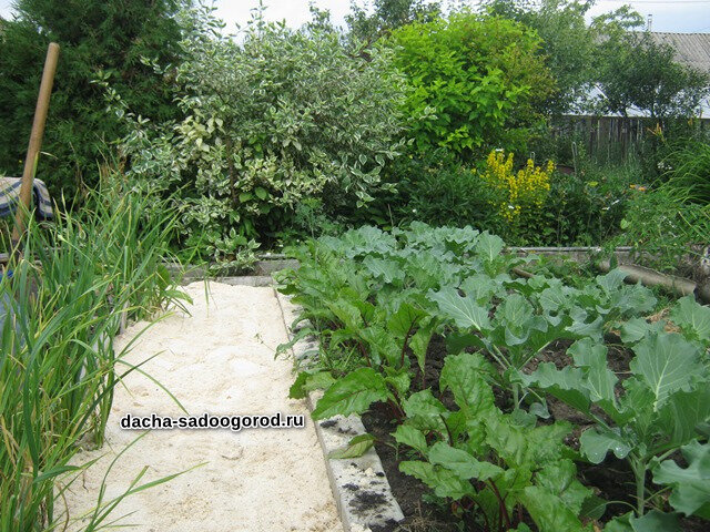 Как использовать опилки для улучшения структуры почвы?  Я  сначала засыпаю опилом дорожки. Это фото с моего старого огорода, где дорожки были шириной 0,8-1,0 м