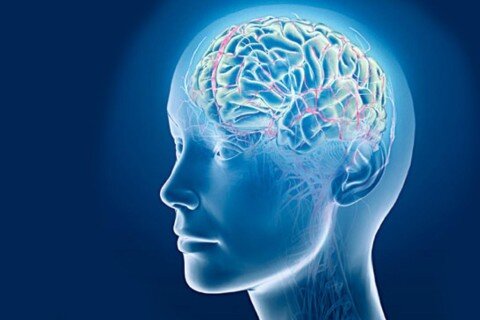 Информация в мозге ведется через единую сеть