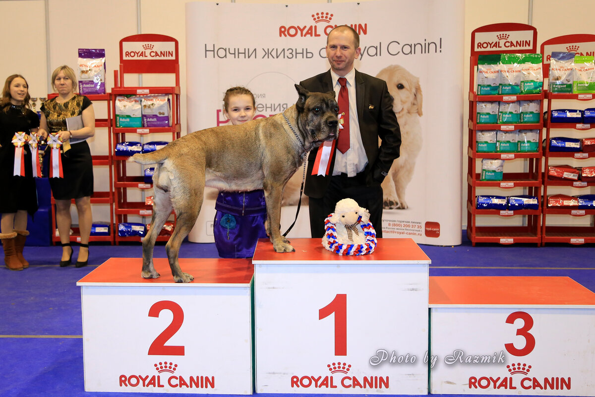 Нарушения пищеварения у собаки: лечение и профилактика | Royal Canin