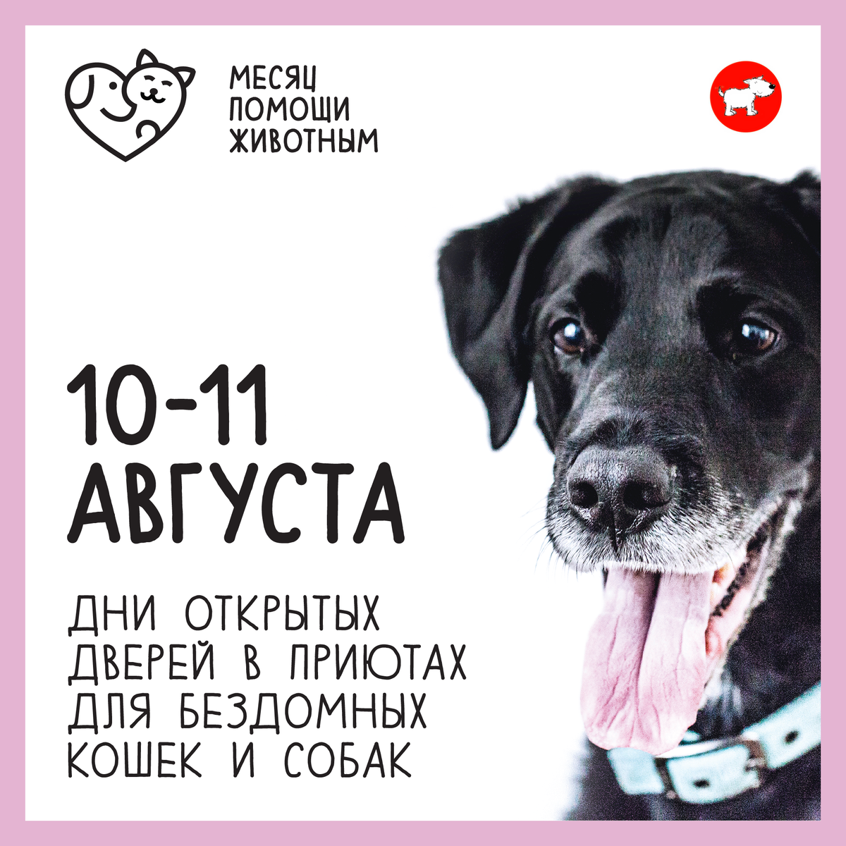 День открытых дверей в приютах для кошек и собак