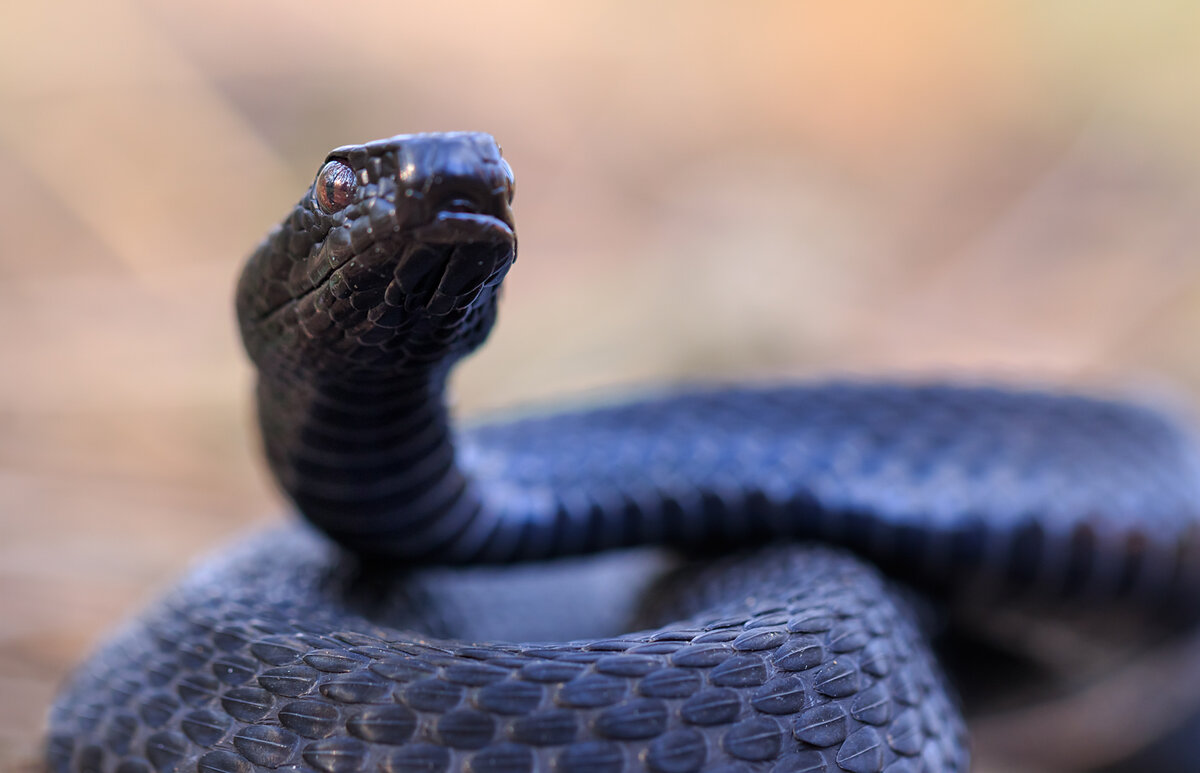 Гадюка Никольского (Vipera nikolskii)