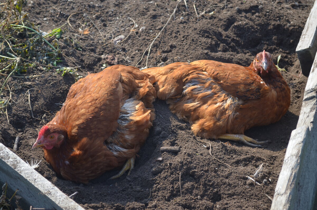 В деревне многие держат хозяйство