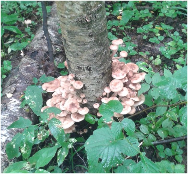 Осенние опята