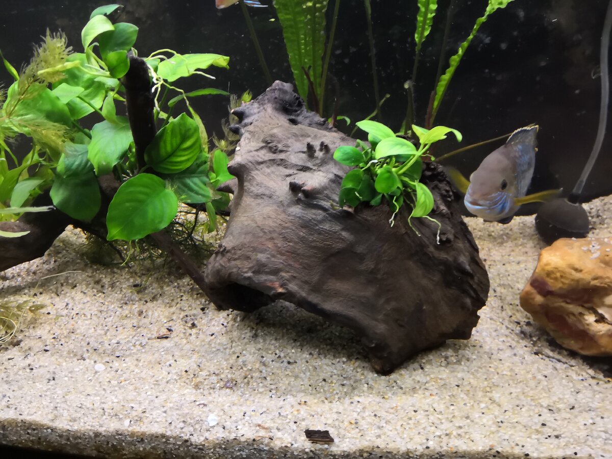 Акары в моём аквариуме 