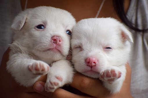 pixaby.compixaby.com