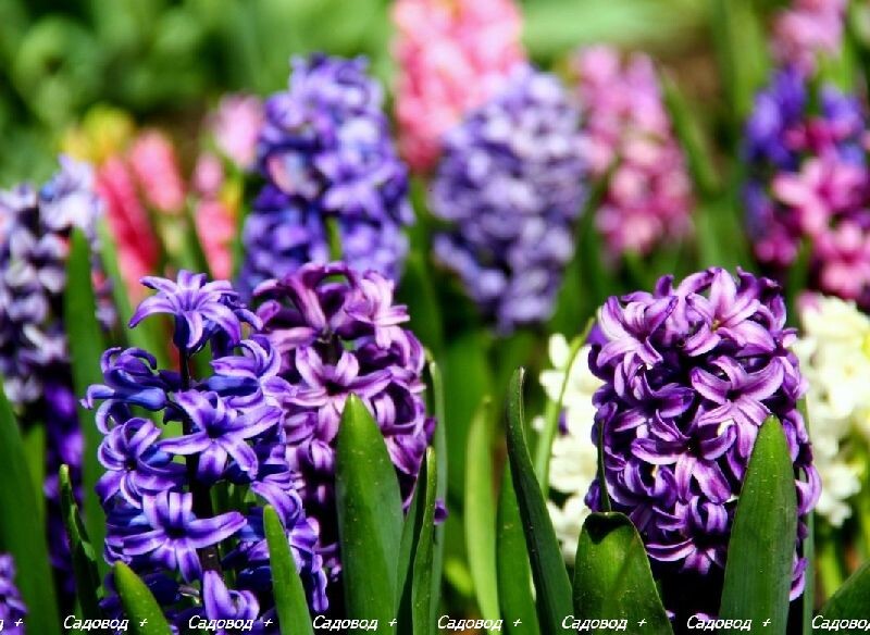 Гиацинт (Hyacinthus) 