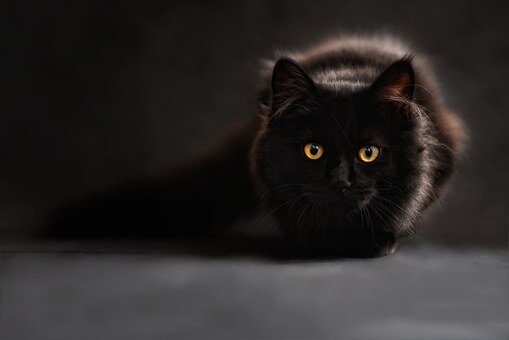 https://cdn.pixabay.com/photo/2015/03/27/13/16/cat-694730__340.jpg