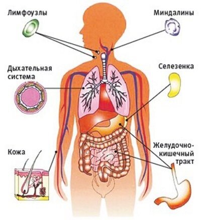 загружается...Имунная система человека