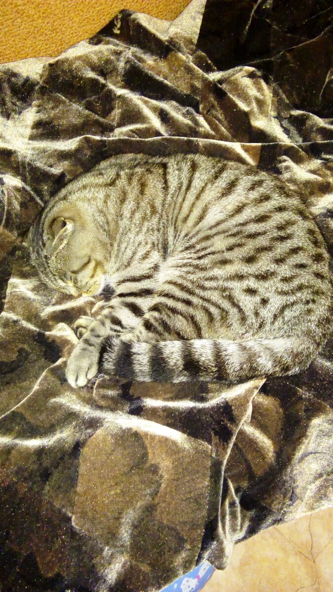 Большой Рысь: "Важные собрания - это ответственная работа!"