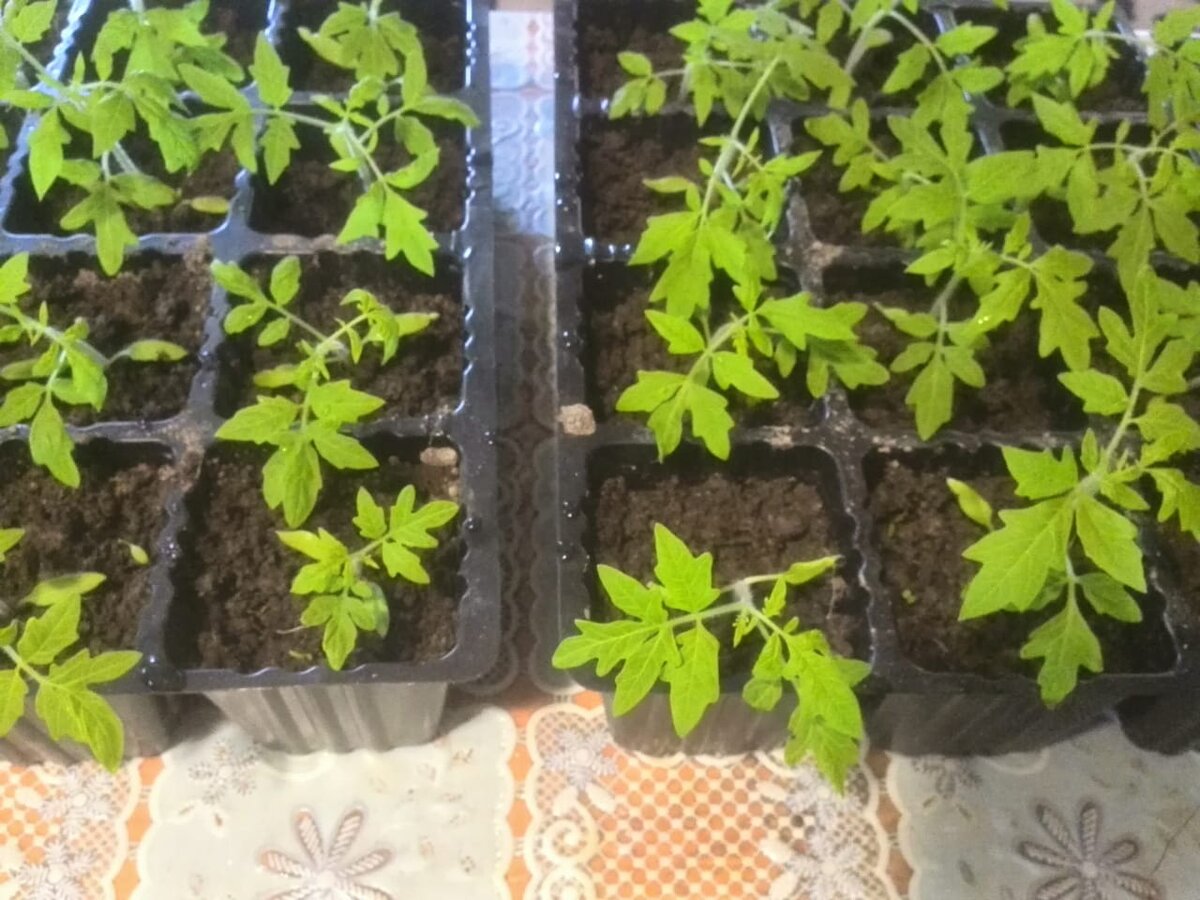 Рассада томатов растет. 