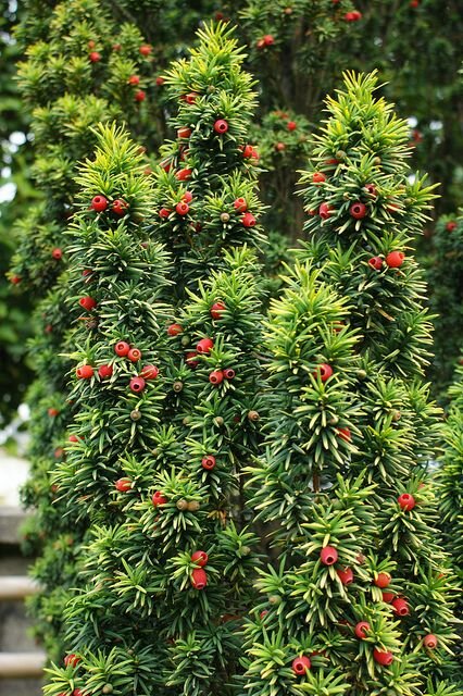 https://i.pinimg.com/564x/90/f4/82/90f4824f4eab0328e79828d9eb98c82b.jpg