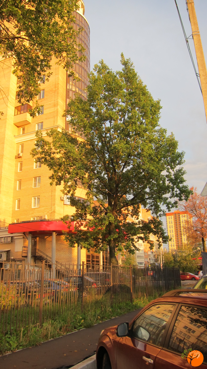 Фото дубов сделано 15 сентября 2019 г  