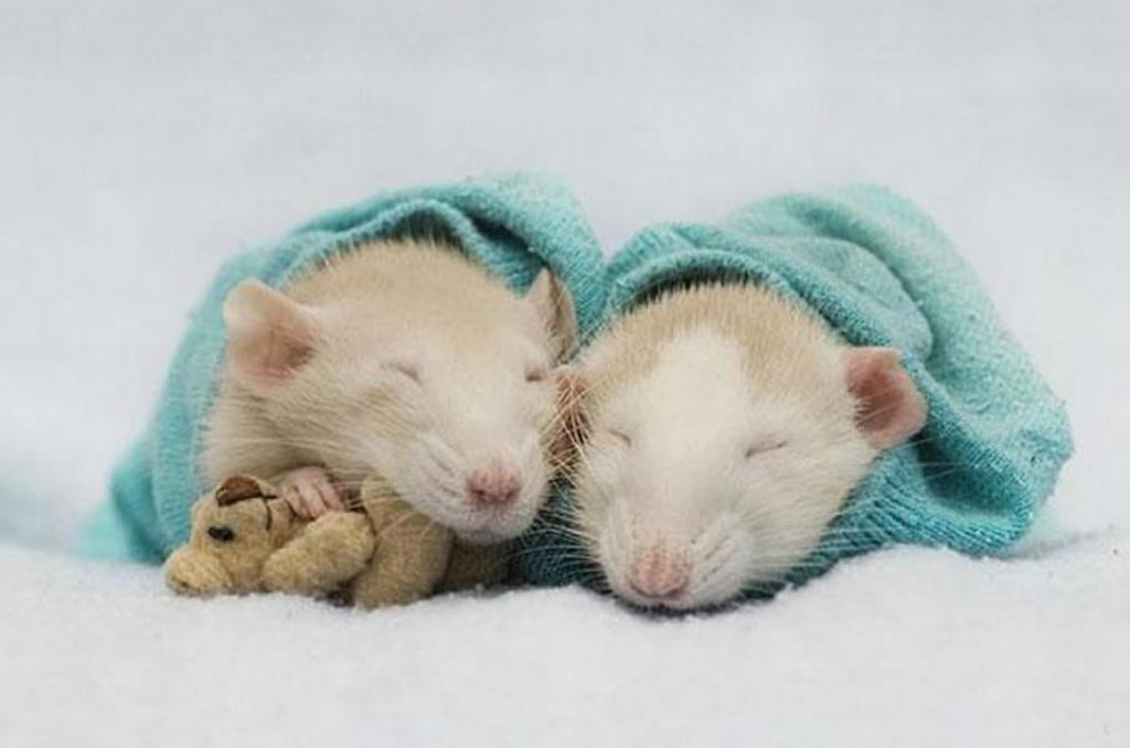 Мыши пара. Милые крыски. Милые мышки. Спящие крысы.