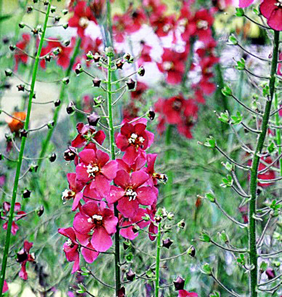 Verbascum phoeniceum, Rosetta