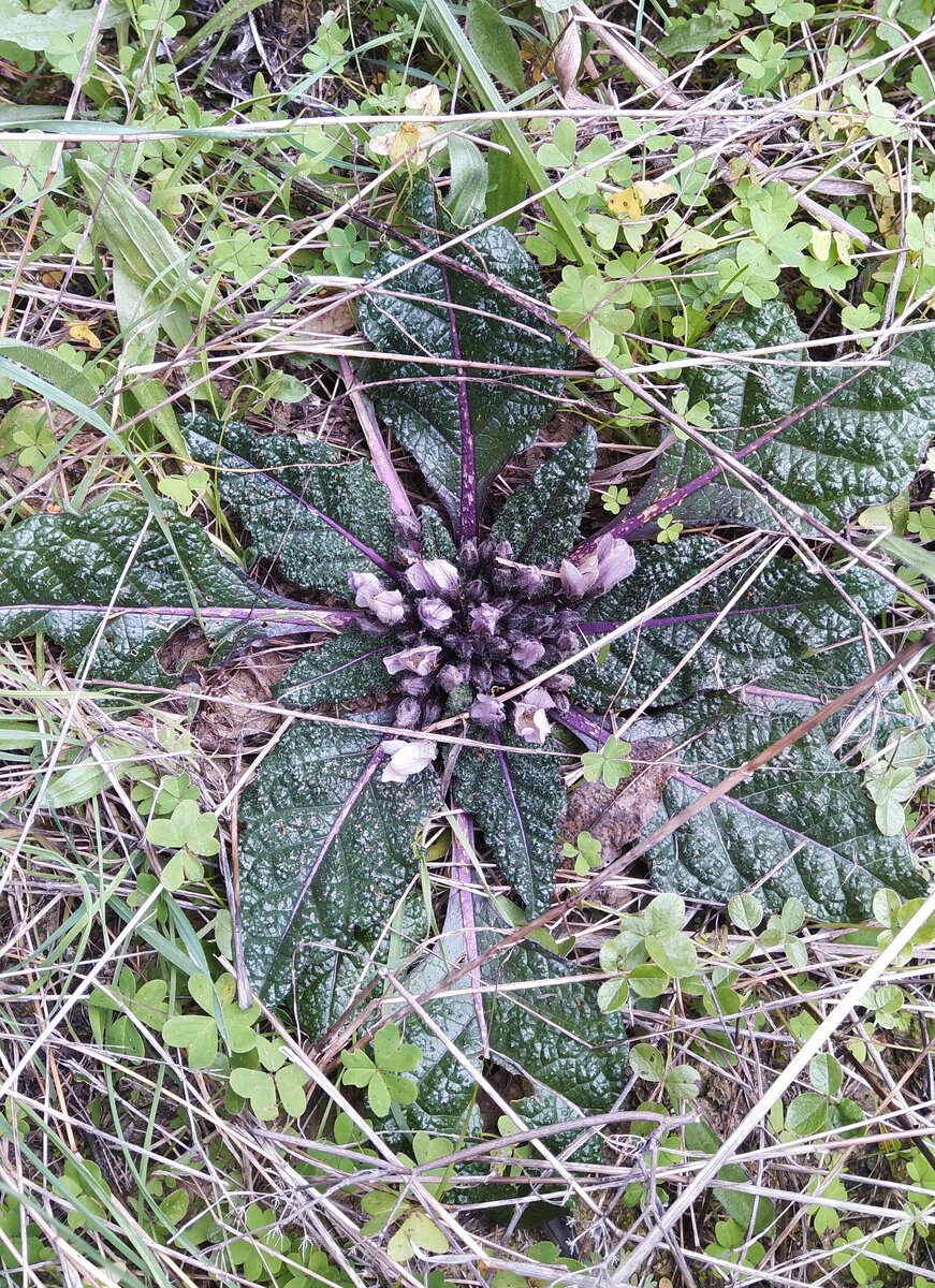 Мандрагора, растущая в поле