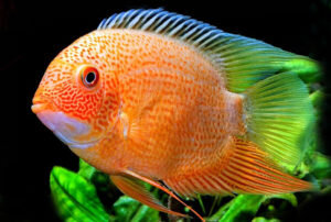 Красноточечный красный жемчуг