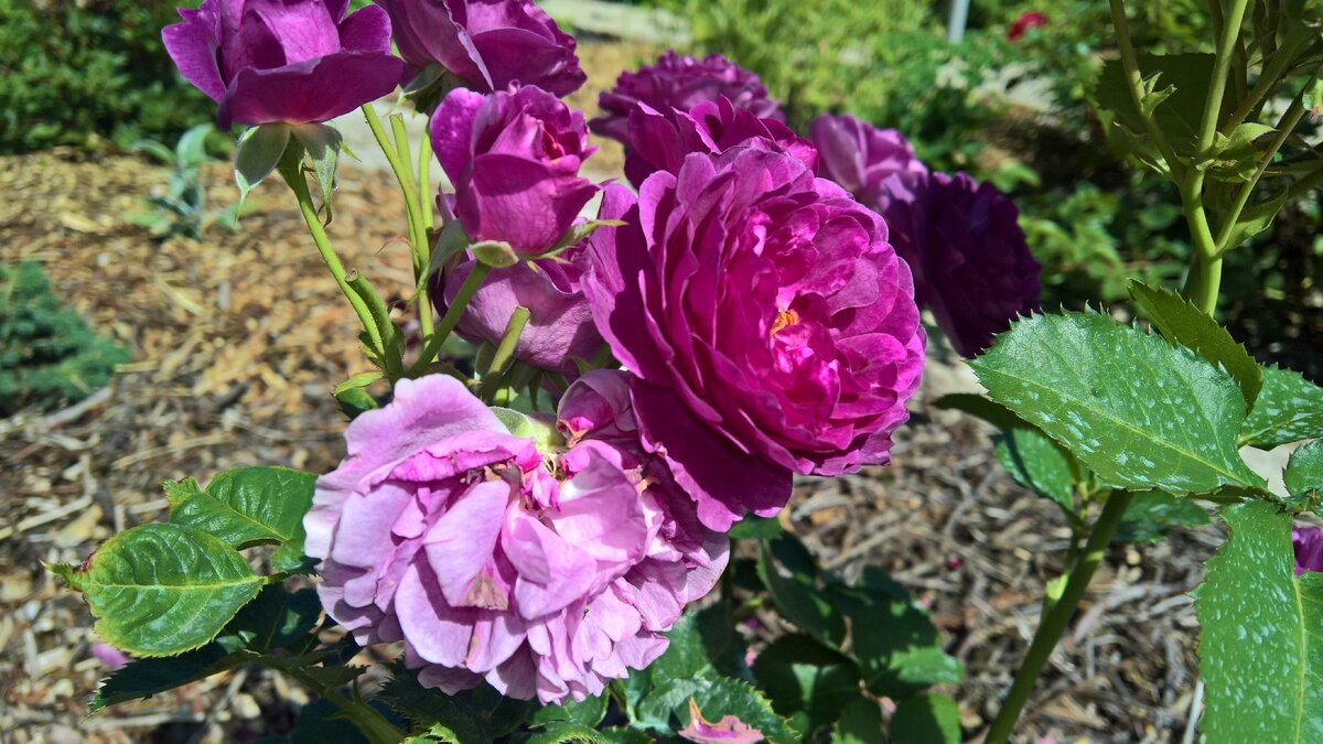 Темно-сиреневая роза в моем розарии, плюсы и минусы | Козы, Сыр, Растения |  Дзен