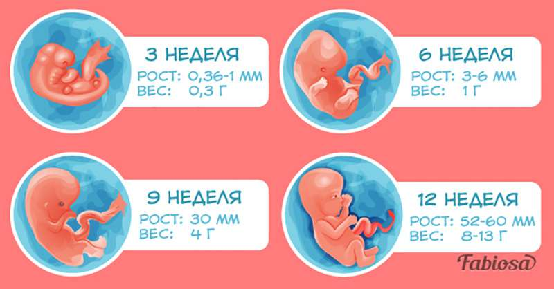 Первая неделя беременности что происходит. Эмбрион по неделям беременности 1 триместр. Развитие плода по неделям беременности 1 триместр. Триместры беременности по неделям. Недели беременности по месяцам.