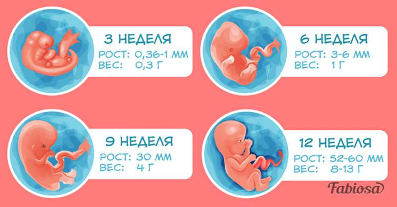 Беременность длится дней. Эмбрион по неделям беременности 1 триместр. Формирование плода по неделям беременности 1 триместр. Триместры беременности по неделям. Сроки первого триместра беременности.