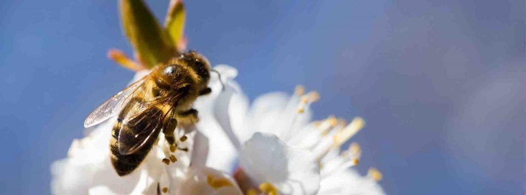 Фото взято с сайта https://www.bottlestore.com/blog/13-fascinating-facts-about-honey-you-didnt-know/