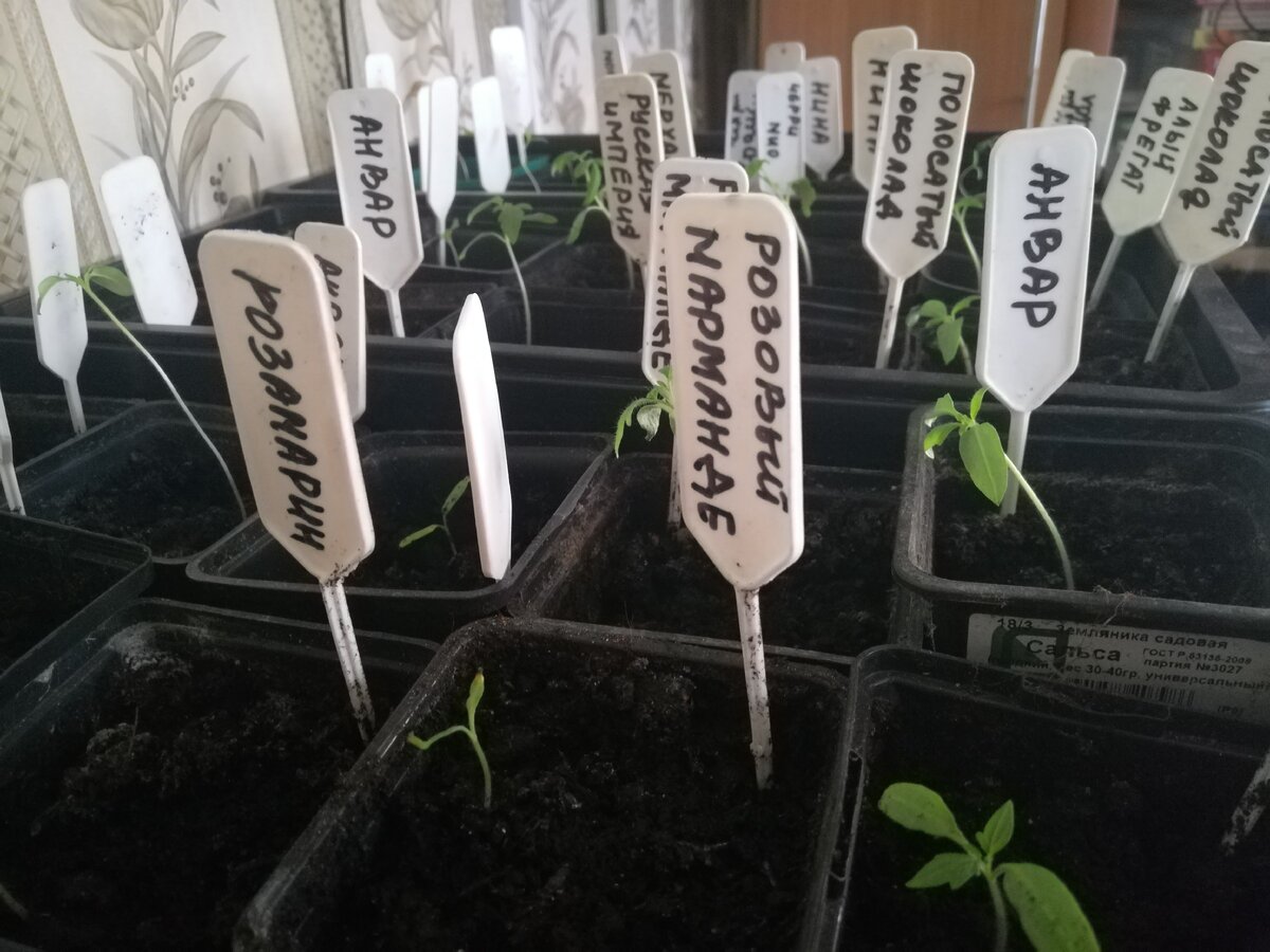  Старания жены помидоры и перец