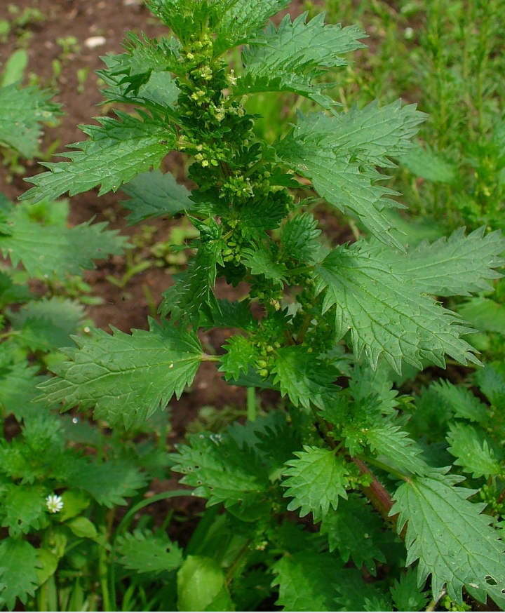 Крапива жгучая