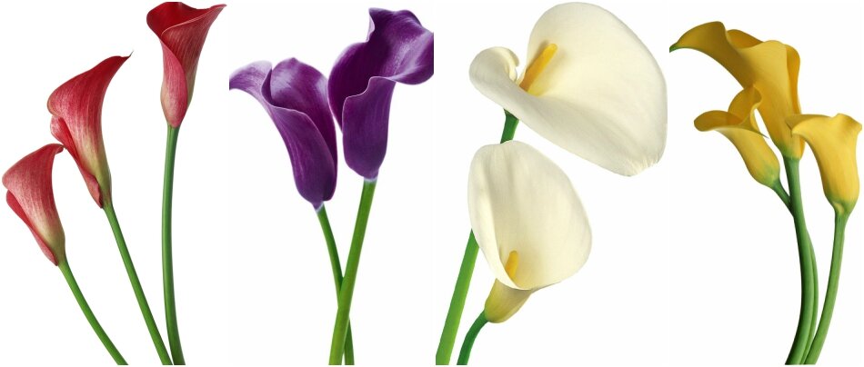  
Что касается конкретно нашего прекрасного цветка, то символическое значение цветов каллы является весьма любопытным: