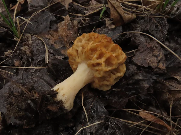 Сморчок настоящий Morchella esculenta. \\ 12 мая 2020, городской округ Химки.